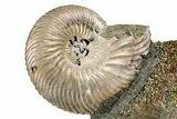 Iridescent, Pyritized Ammonite (Quenstedticeras) Fossil Display #344280-1